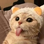 عکس: عقیلہ احمد